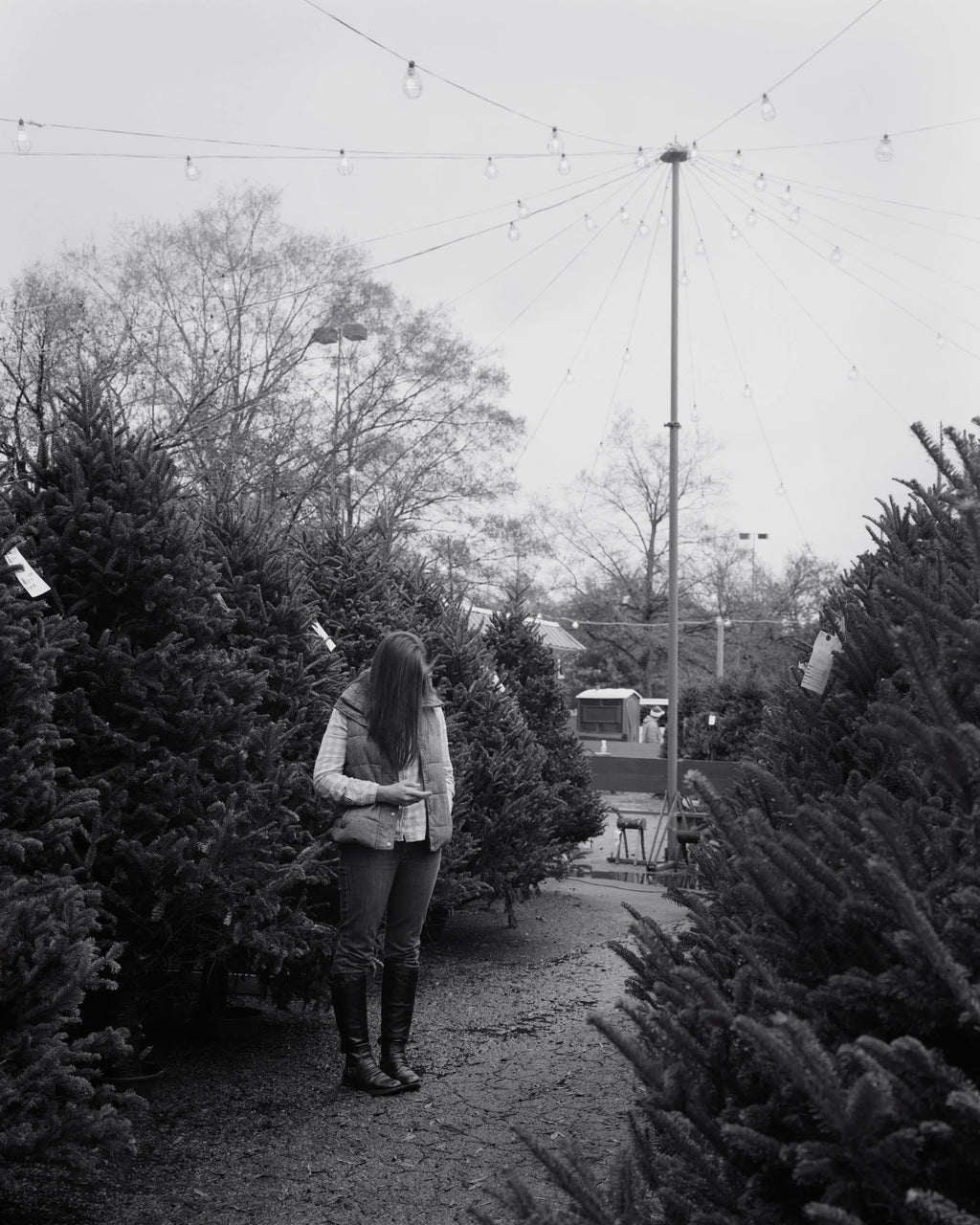 Tree Shopping, Durham, North Carolina, 2014
