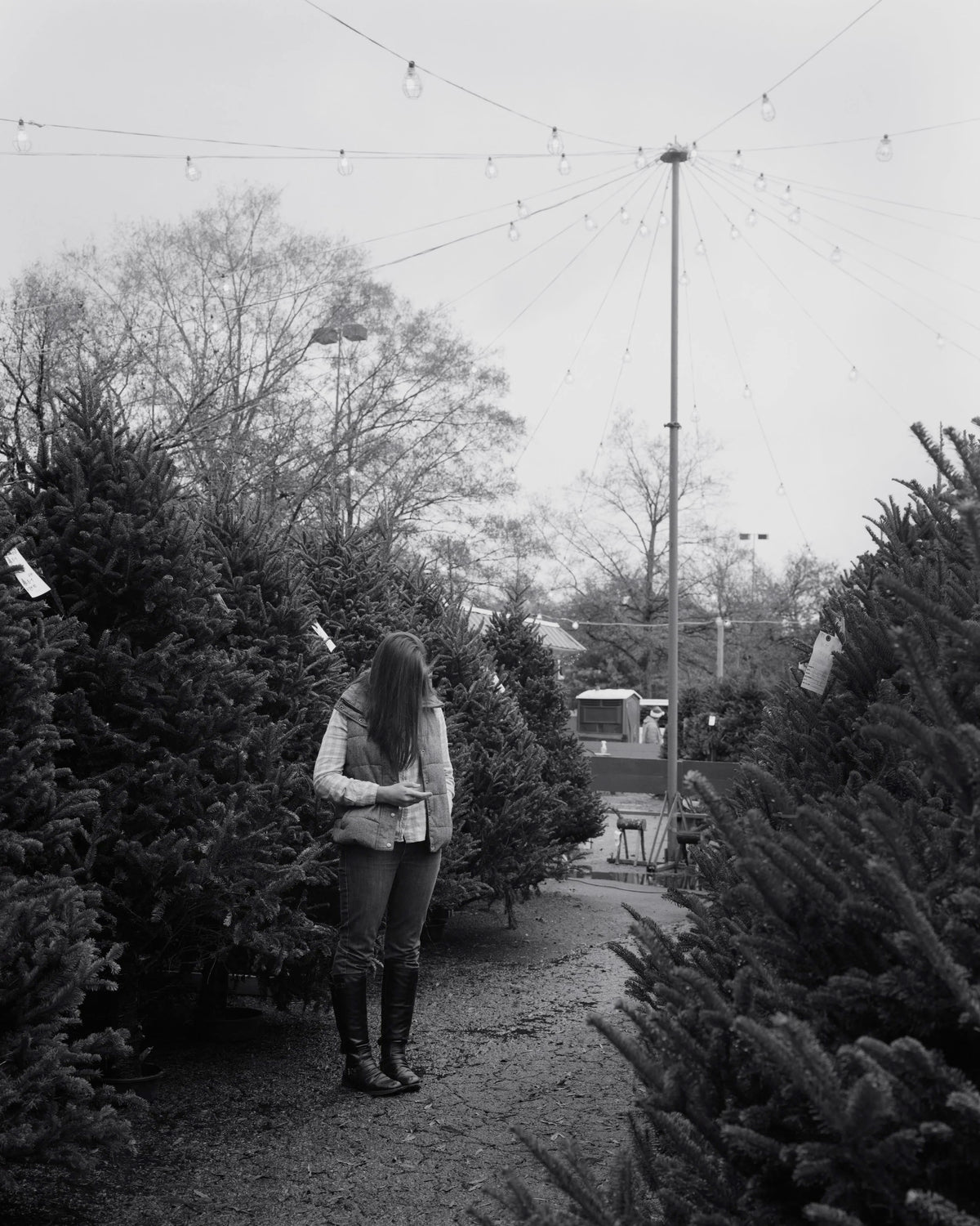 Tree Shopping, Durham, North Carolina, 2014
